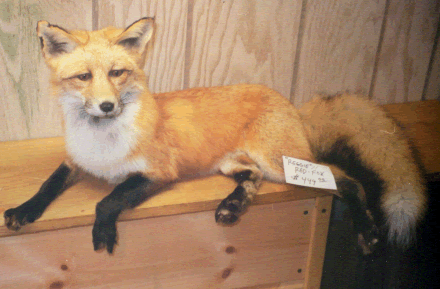 stuffed fox taxidermy