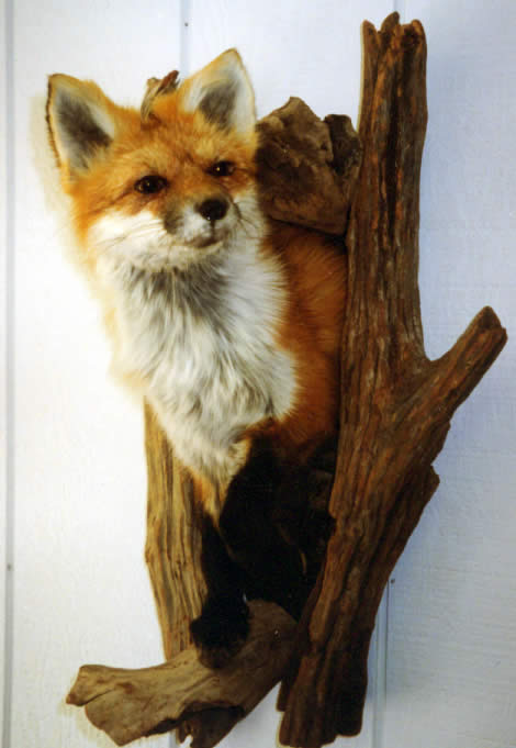 stuffed fox taxidermy